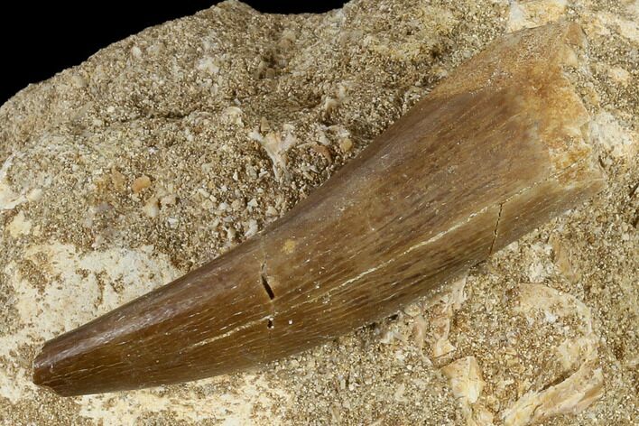Fossil Plesiosaur (Zarafasaura) Tooth - Morocco #116937